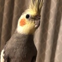 ノーマルオカメインコの里親募集致します。