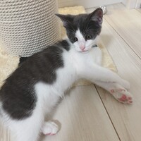さくら