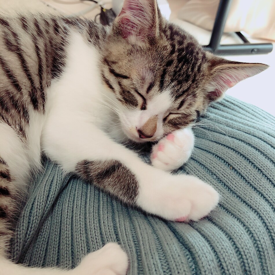 よもぎのカバー写真