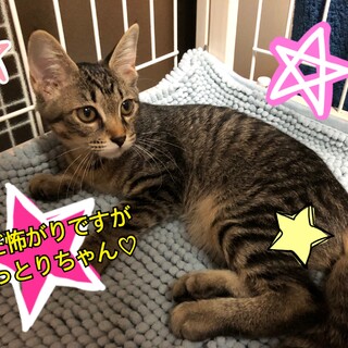 ★キジトラの女の子★