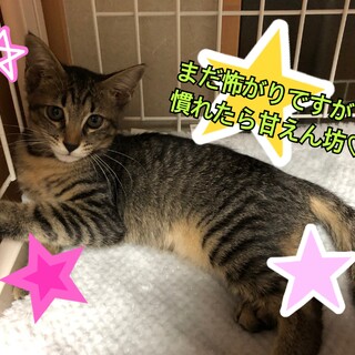 ★キジトラの女の子★