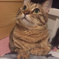 ぽっきー