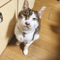 むぎ