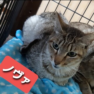 【猫のおうちMIKEに移籍】ノヴァ　宝石のような目