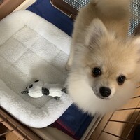 ロン
