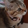 ちょこ