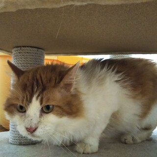 長毛の穏やかな性格の可愛い男の子