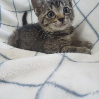 美也ちゃん(募集名いっちゃん)