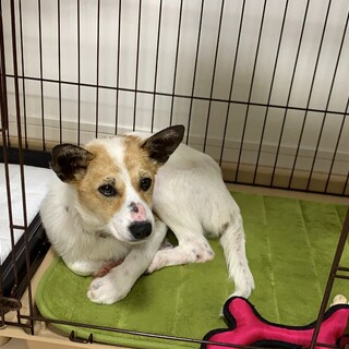 穏やか美人犬のベムちゃん4ヶ月♀