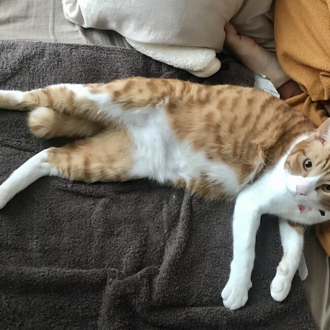 yukichokoのカバー写真