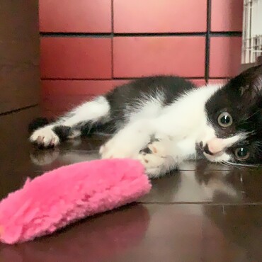 ひたすら遊んだ後、ちょつと疲れたポーズ