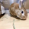 チモシー拾い食い(笑)
