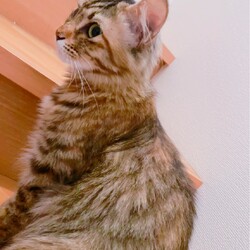 新たな家族