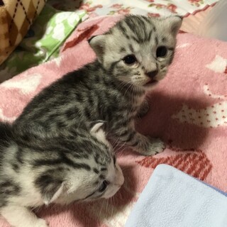 サバトラグレー♀　生後1ヶ月