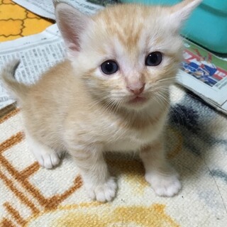 茶クリーム♂　生後1ヶ月