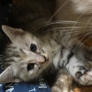 サバトラグレー♀　生後1ヶ月