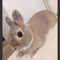 ネザーランドドワーフ♂急募