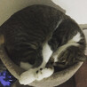 の写真