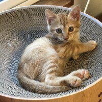 きんちゃん