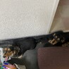 あいねこねこ