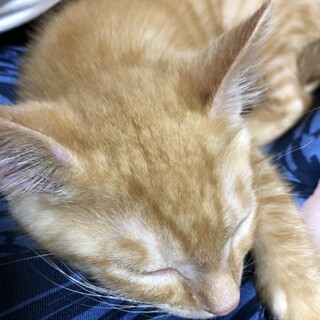 ★人見知りだけど甘えん坊の　ちゃーくん♂★