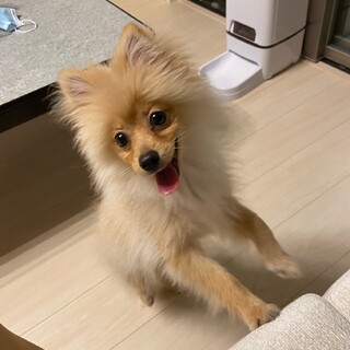 健康な子犬　責任感のある里親を探し