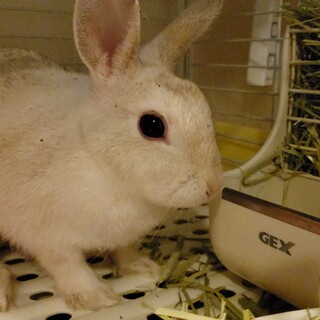 ⭐里親決定⭐保護うさぎ♀️　幸(ゆき)ちゃん