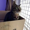 かぼす