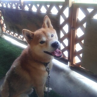 マロン募集終了しました