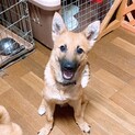 里親決定！ありがとうございました