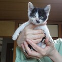 親が居ない野良猫二匹を保護、白と黒のメス。