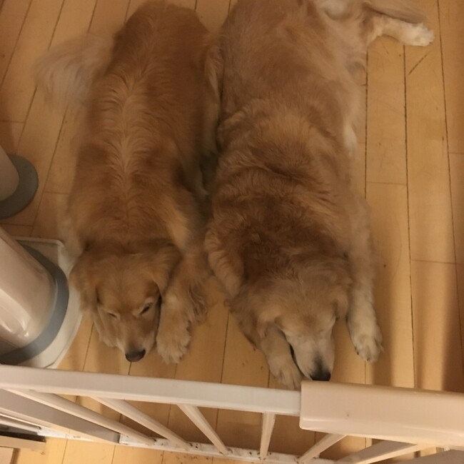 バーちゃんのカバー写真