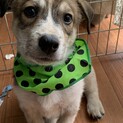 里親様が決まりました。ありがとうございました。