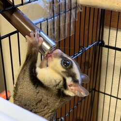 「モモンガ2匹」サムネイル2