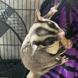 「モモンガ2匹」サムネイル3