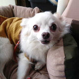 【チワワ】トライアル中のため応募停止中