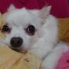 【チワワ】トライアル中のため応募停止中 サムネイル2