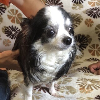 可愛いチワワ君★