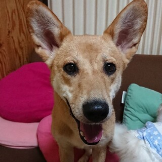 柴犬MIXのモモちゃん　体重14キロ