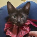 黒猫の女の子