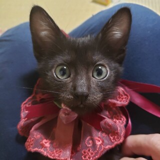 黒猫の女の子