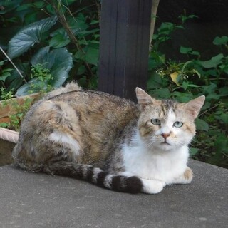 ぶさ可愛い三毛の男子　希少！