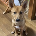 里親決定！ありがとうございました