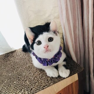 募集は一時停止致します