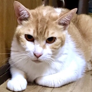 甘えん坊で気弱なマサオくんを家族にして下さい