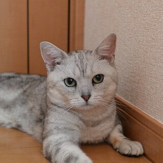 アメリカンショートヘアー　甘えん坊です