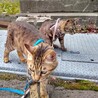 初代散歩猫から2代目散歩猫に引き継ぎ中