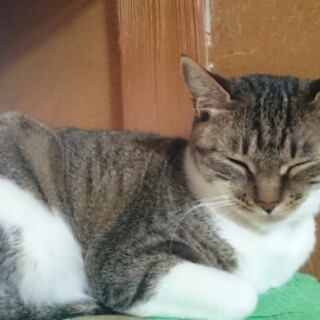 トラ　♀　9歳　可愛がってくださる方を探しています