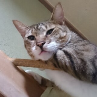 虎太郎（♂）を可愛がってくださる方を探しています