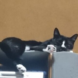 おちゃあん（♀7歳）を可愛がってくださる方